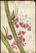 Chara vulgaris with three globules or male blossoms, 1842