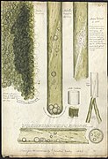 Nitella translucens & Chara vulgaris, micrograph, 1833. Chloroplast movement shown.